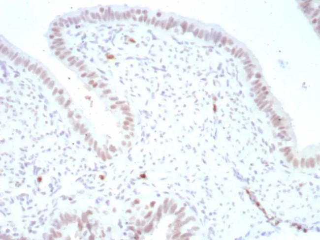 PAX4 Antibody in Immunohistochemistry (Paraffin) (IHC (P))