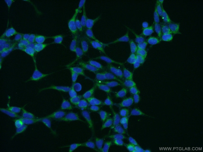 PTRH2 Antibody in Immunocytochemistry (ICC/IF)