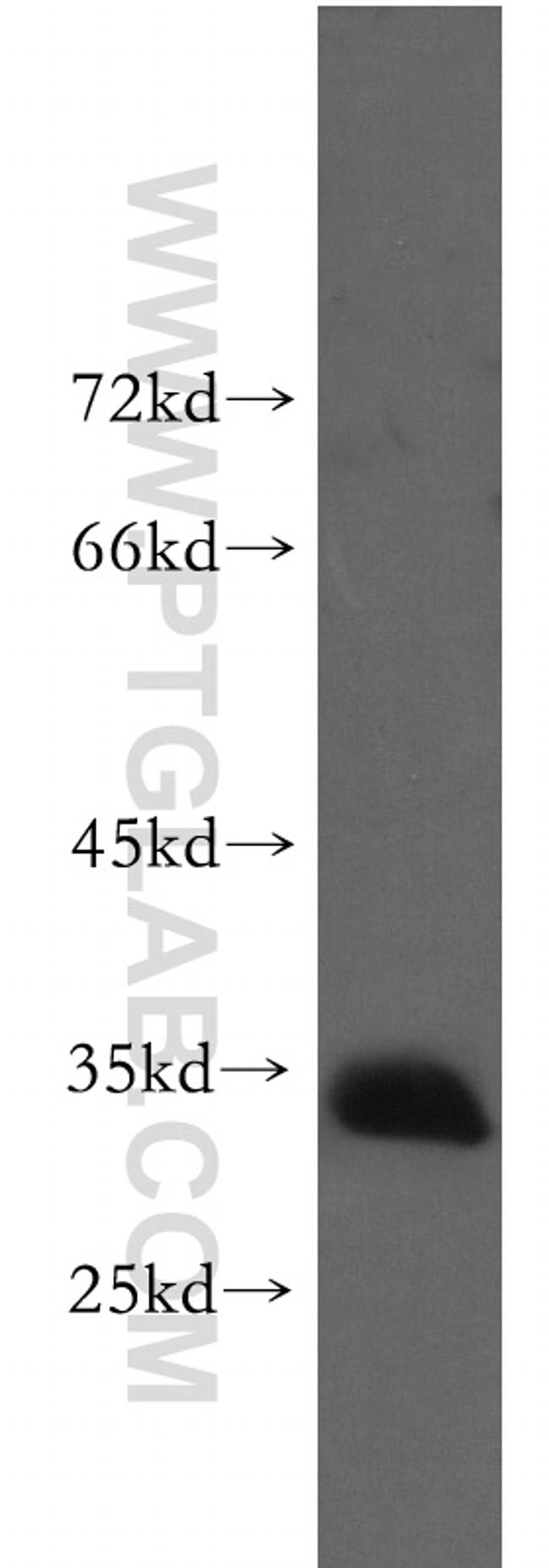 Prnd Antibody in Western Blot (WB)
