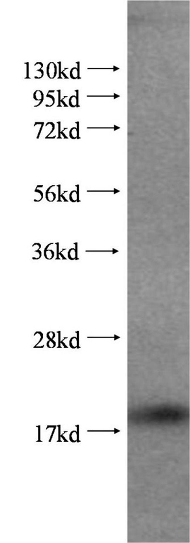 Cyclophilin A Antibody in Western Blot (WB)