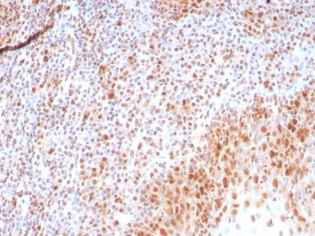PCNA (Proliferating Cell Nuclear Antigen) (G1- and S-phase Marker) Antibody in Immunohistochemistry (Paraffin) (IHC (P))