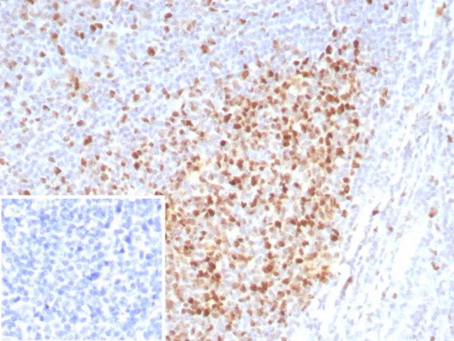 PCNA (Proliferating Cell Nuclear Antigen) (G1- and S-phase Marker) Antibody in Immunohistochemistry (Paraffin) (IHC (P))