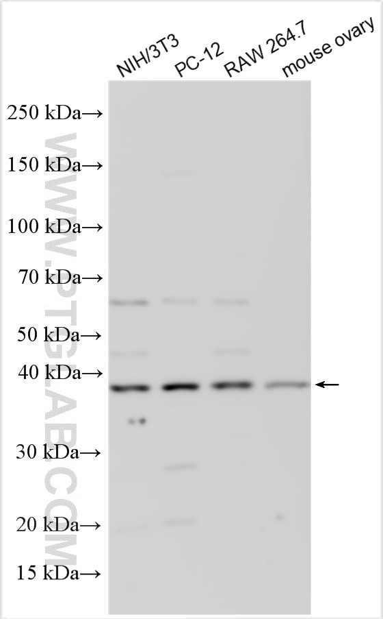 p38 MAPK Antibody in Western Blot (WB)