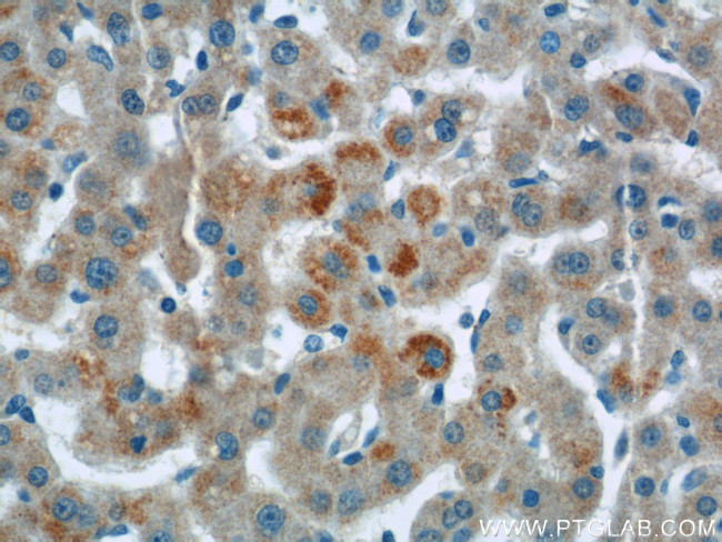 Sprr2i Antibody in Immunohistochemistry (Paraffin) (IHC (P))
