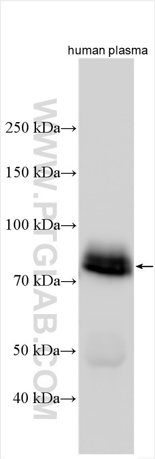 PLTP Antibody in Western Blot (WB)