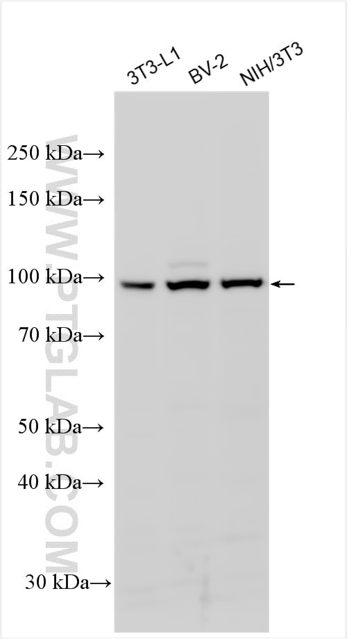 Myocd Antibody in Western Blot (WB)