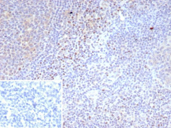 LEF1/TCF1 alpha (Transcription Factor) Antibody in Immunohistochemistry (Paraffin) (IHC (P))