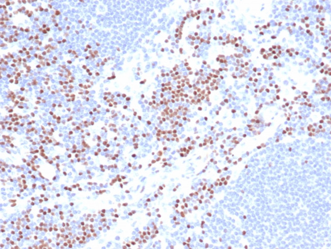 LEF1/TCF1 alpha (Transcription Factor) Antibody in Immunohistochemistry (Paraffin) (IHC (P))