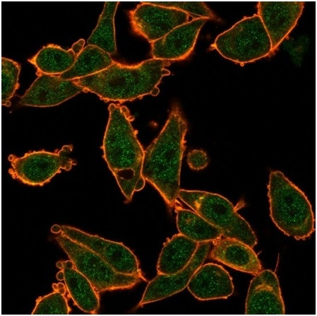 ZNF639/ZASC1 (Transcription Factor) Antibody in Immunocytochemistry (ICC/IF)