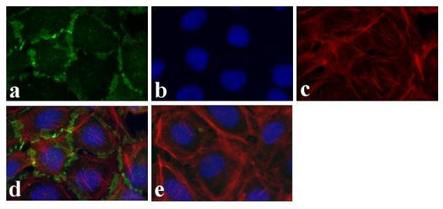 Connexin 36 Antibody in Immunocytochemistry (ICC/IF)