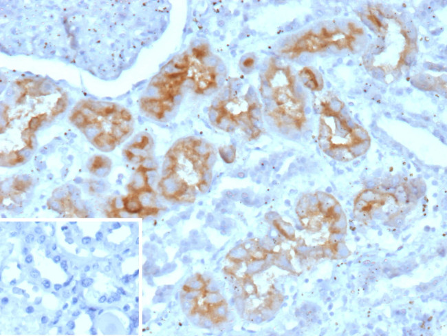 CD203c/ENPP3 (Basophil Marker) Antibody in Immunohistochemistry (Paraffin) (IHC (P))