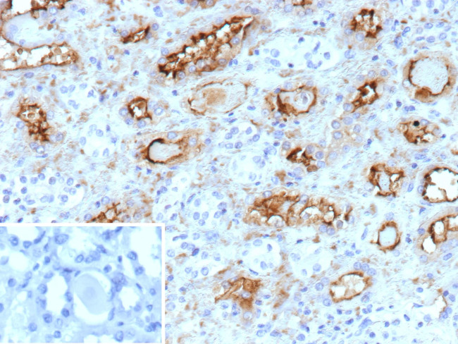CD203c/ENPP3 (Basophil Marker) Antibody in Immunohistochemistry (Paraffin) (IHC (P))