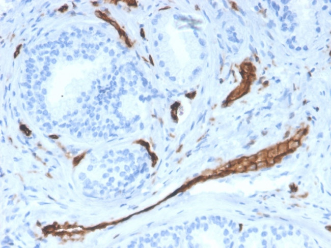 CD31/PECAM-1 Antibody in Immunohistochemistry (Paraffin) (IHC (P))