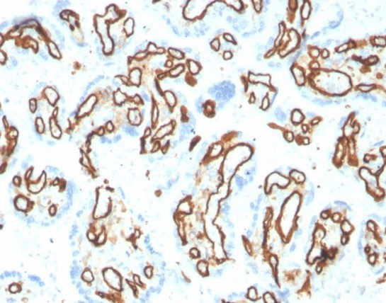 CD31/PECAM-1 (Endothelial Cell Marker) Antibody in Immunohistochemistry (Paraffin) (IHC (P))