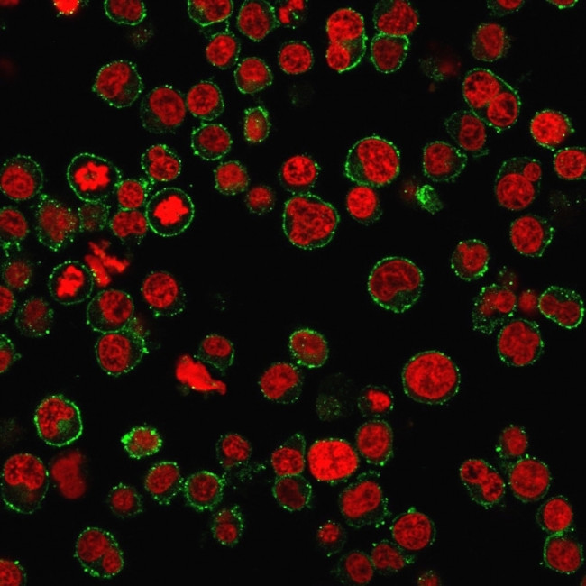 CD31/PECAM-1 (Endothelial Cell Marker) Antibody in Immunocytochemistry (ICC/IF)