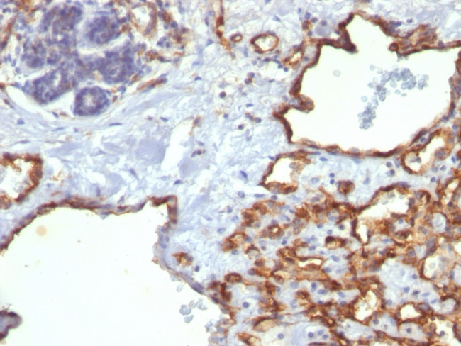 CD31/PECAM-1 (Endothelial Cell Marker) Antibody in Immunohistochemistry (Paraffin) (IHC (P))