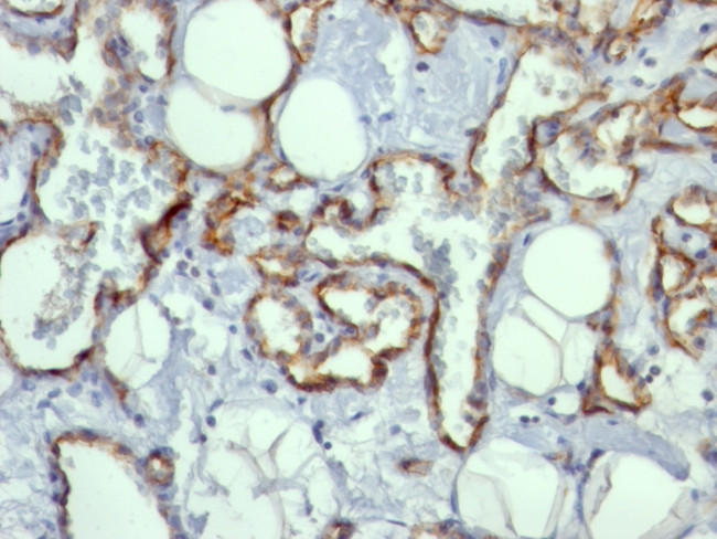 CD31/PECAM-1 (Endothelial Cell Marker) Antibody in Immunohistochemistry (Paraffin) (IHC (P))