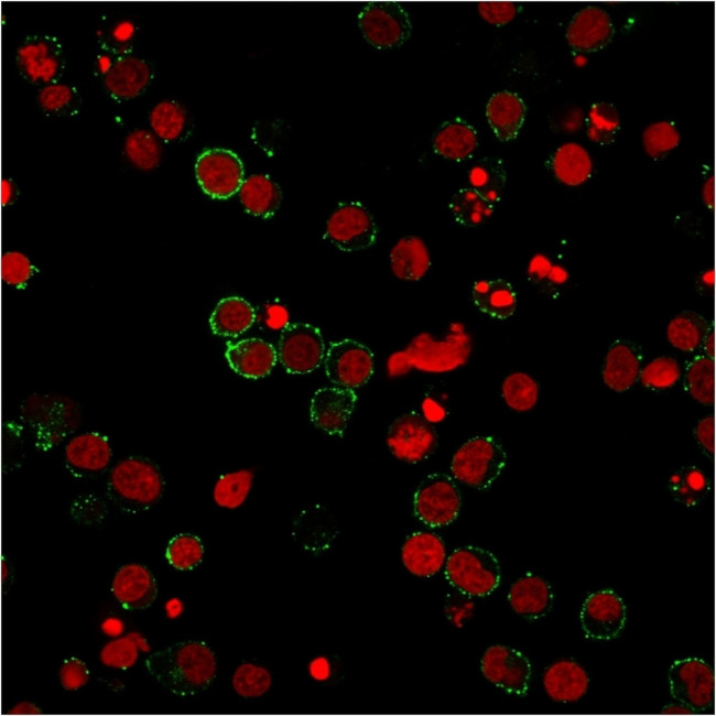 CD31/PECAM-1 (Endothelial Cell Marker) Antibody in Immunocytochemistry (ICC/IF)