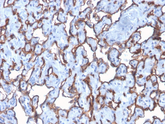 CD31/PECAM-1 (Endothelial Cell Marker) Antibody in Immunohistochemistry (Paraffin) (IHC (P))