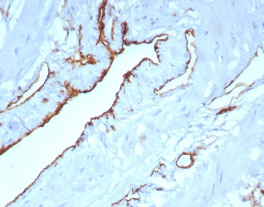 CD31/PECAM-1 (Endothelial Cell Marker) Antibody in Immunohistochemistry (Paraffin) (IHC (P))
