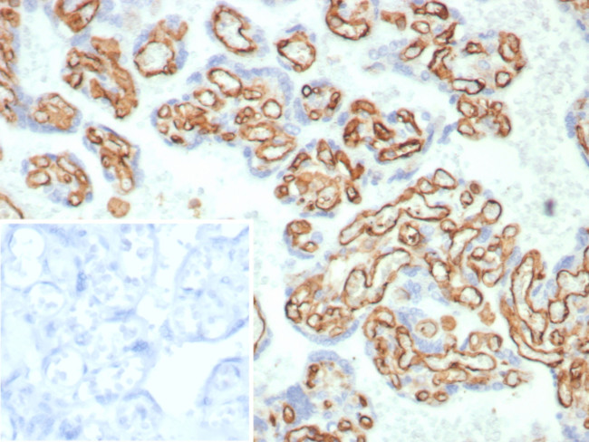CD31/PECAM-1 (Endothelial Cell Marker) Antibody in Immunohistochemistry (Paraffin) (IHC (P))