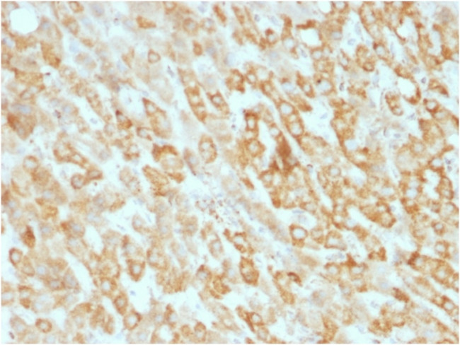 Prohibitin (Mitochondrial Marker) Antibody in Immunohistochemistry (Paraffin) (IHC (P))