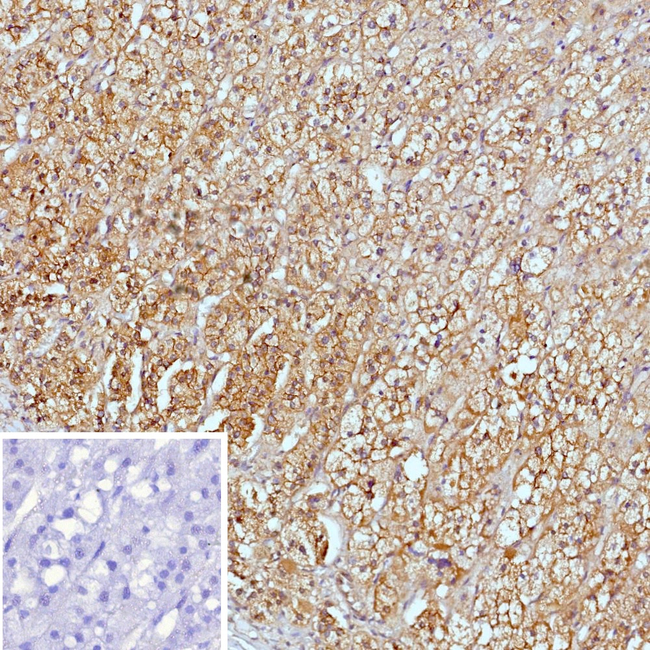 SERPINB5/Maspin (Tumor Suppressor & Epithelial Biomarker) Antibody in Immunohistochemistry (Paraffin) (IHC (P))