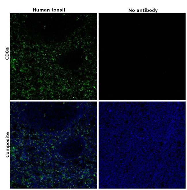 CD8a Antibody in Immunohistochemistry (Paraffin) (IHC (P))