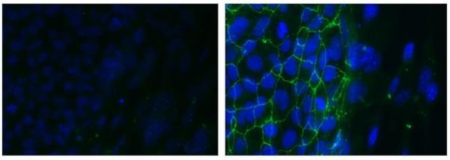 CD321 (F11R) Antibody in Immunocytochemistry (ICC/IF)