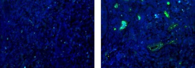 High Endothelial Venule Marker Antibody in Immunohistochemistry (Paraffin) (IHC (P))
