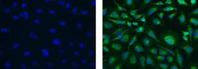 COX4 Antibody in Immunocytochemistry (ICC/IF)
