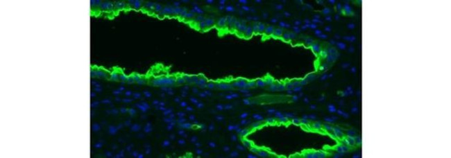 Blood Group Antigen H (O) Type 1 Antibody in Immunohistochemistry (Paraffin) (IHC (P))