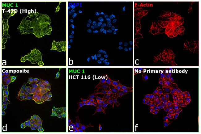 CD227 (Mucin 1) Antibody in Immunocytochemistry (ICC/IF)
