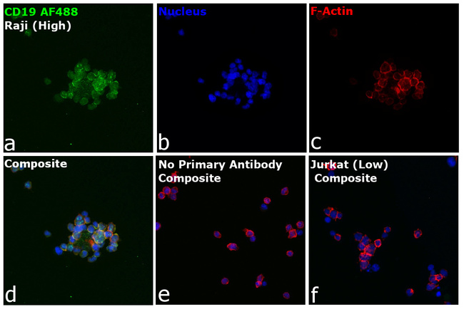 CD19 Antibody in Immunocytochemistry (ICC/IF)