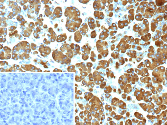 Pancreatic lipase/PNLIP Antibody in Immunohistochemistry (Paraffin) (IHC (P))