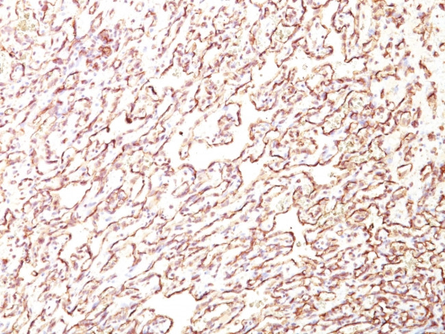 Podocalyxin (PODXL) (Hematopoietic Stem Cell Marker) Antibody in Immunohistochemistry (Paraffin) (IHC (P))