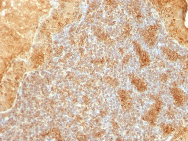 Cytochrome C (Mitochondrial Marker) Antibody in Immunohistochemistry (Paraffin) (IHC (P))