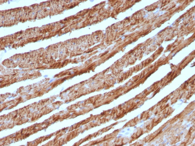 Cytochrome C (Mitochondrial Marker) Antibody in Immunohistochemistry (Paraffin) (IHC (P))