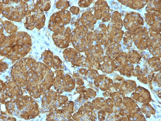Cytochrome C (Mitochondrial Marker) Antibody in Immunohistochemistry (Paraffin) (IHC (P))
