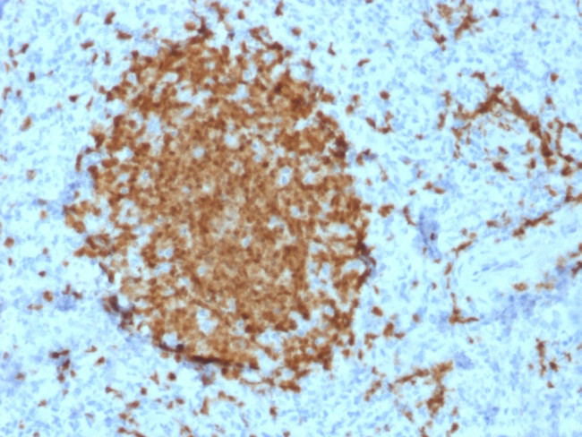 BOB.1 Antibody in Immunohistochemistry (Paraffin) (IHC (P))