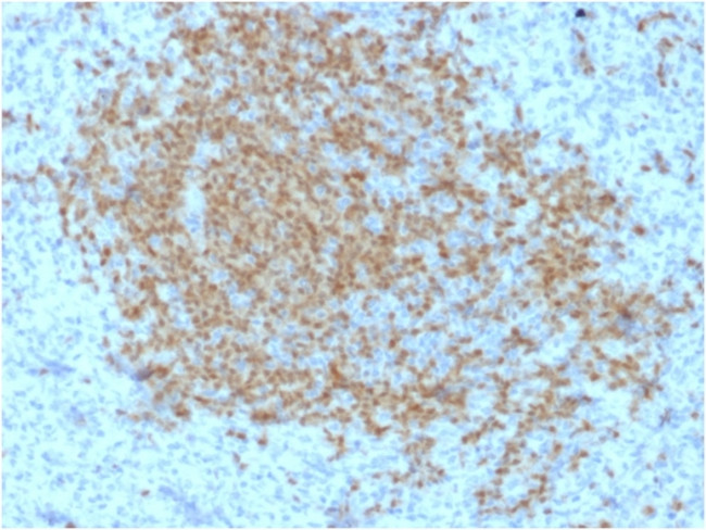 BOB.1 (B-Cell Marker) Antibody in Immunohistochemistry (Paraffin) (IHC (P))
