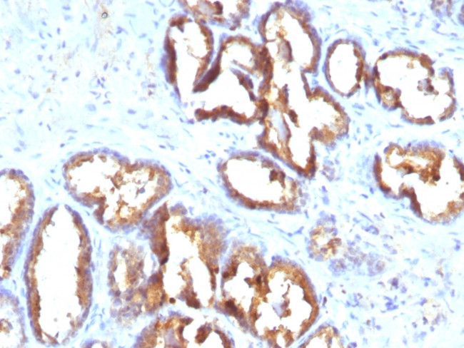 Prostate Specific Acid Phosphatase (PSAP) Antibody in Immunohistochemistry (Paraffin) (IHC (P))