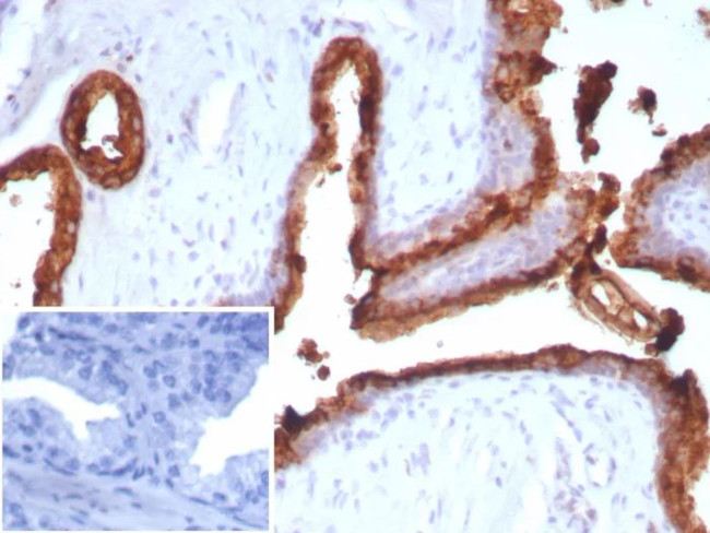 Prostate Specific Acid Phosphatase (PSAP) Antibody in Immunohistochemistry (Paraffin) (IHC (P))