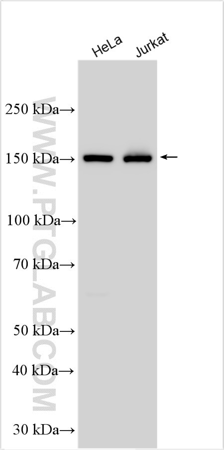 UPF2 Antibody in Western Blot (WB)