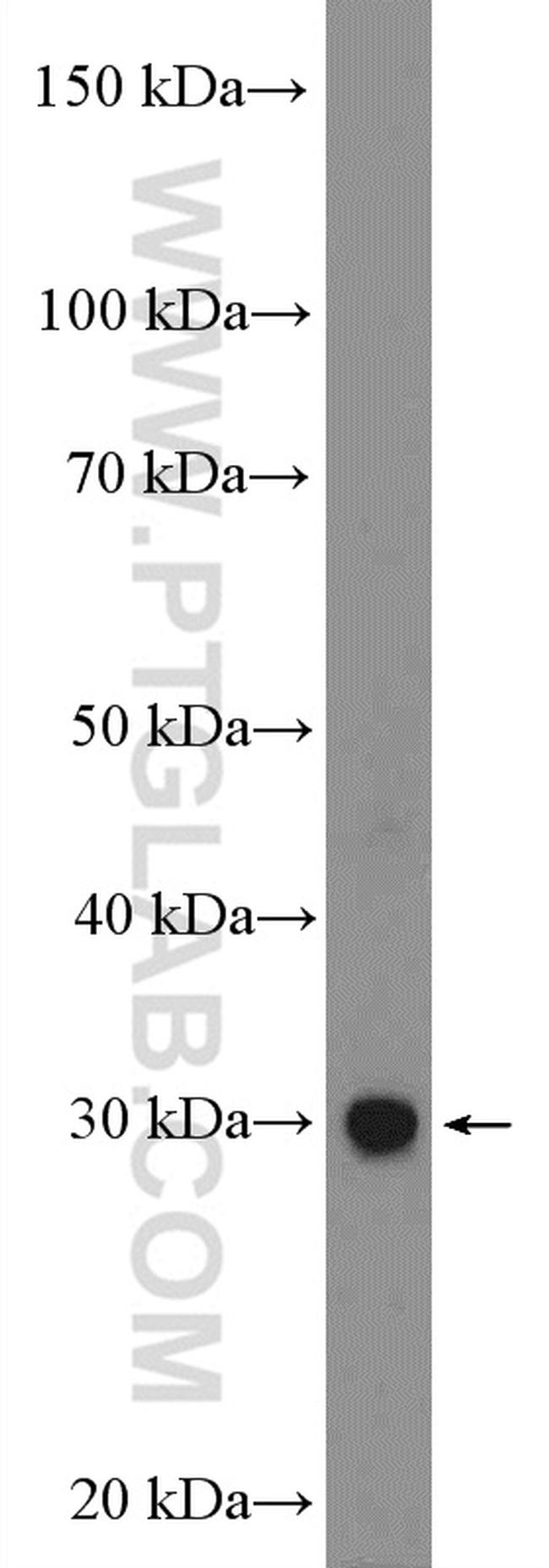 EMX1 Antibody in Western Blot (WB)