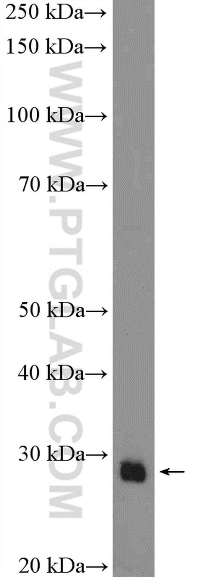 SOX21 Antibody in Western Blot (WB)