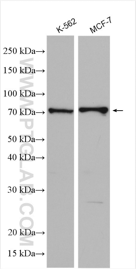 MEKK2 Antibody in Western Blot (WB)
