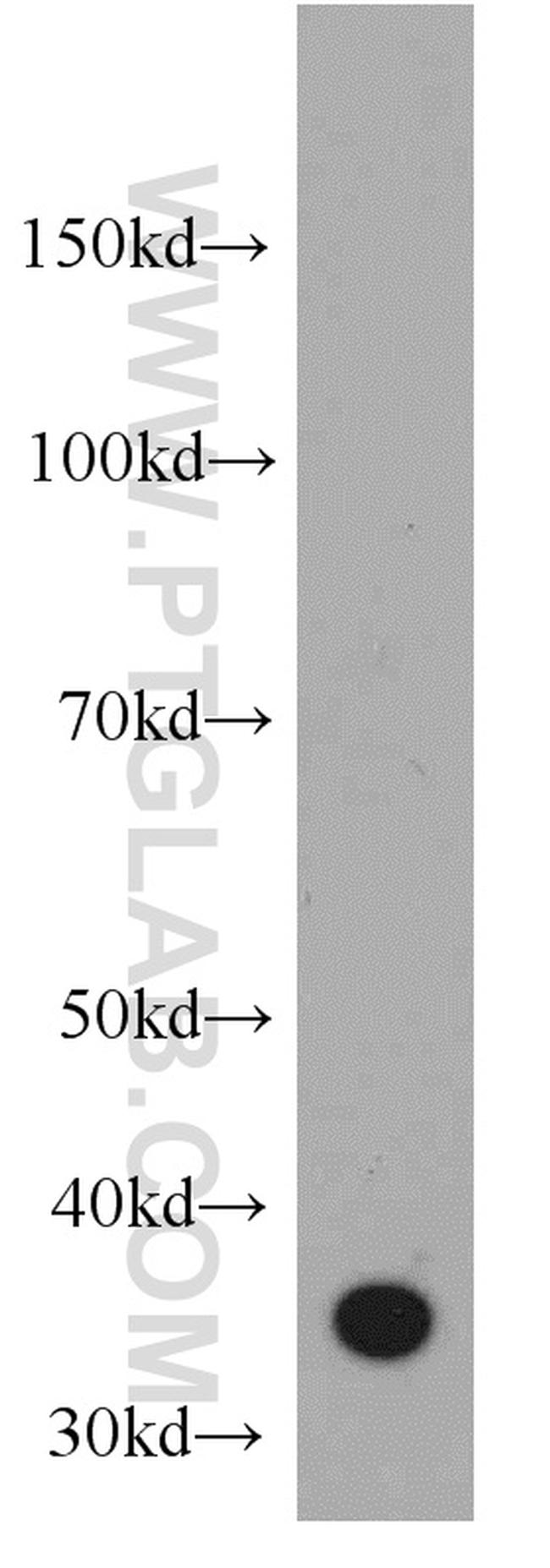CD336 Antibody in Western Blot (WB)