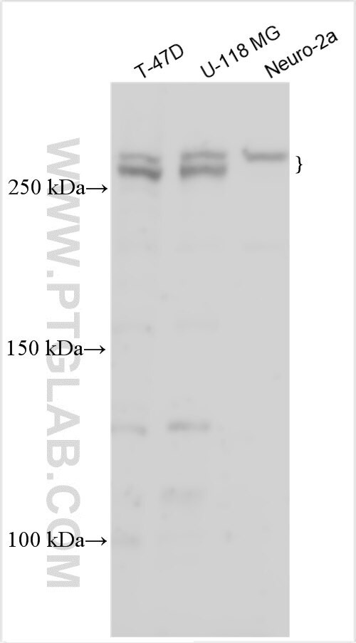 STON1 Antibody in Western Blot (WB)