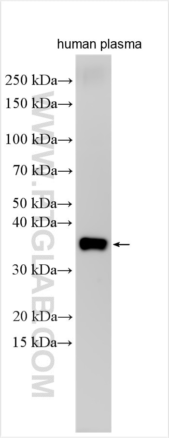 STX1A Antibody in Western Blot (WB)